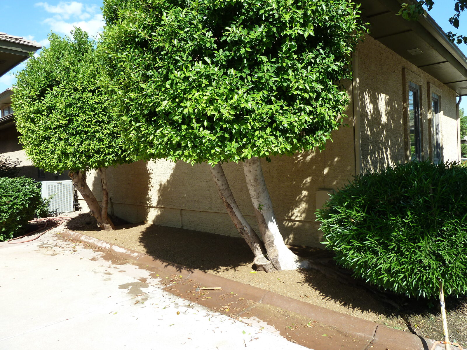 Bare compacted dirt under a mature multi trunk ficus canopy at a Biltmore area HOA, with an irrigation line lying on the ground