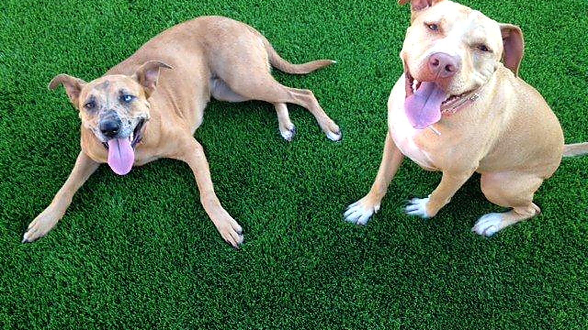 Two happy dogs relaxing on lush artificial turf in a Phoenix backyard