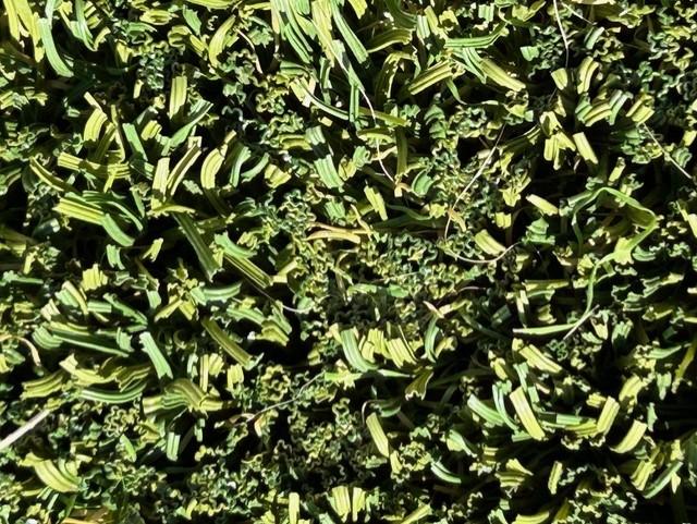Close up of artificial turf blades curled and glazed by reflected heat