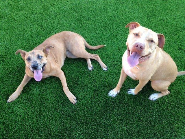Two happy dogs lying on pet turf in an Arizona backyard