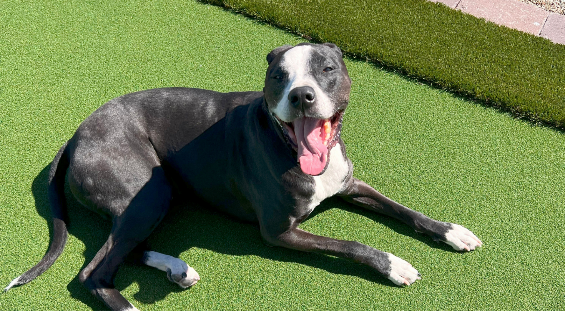 Happy dog lying on artificial pet turf installed by Arizona Turf Masters