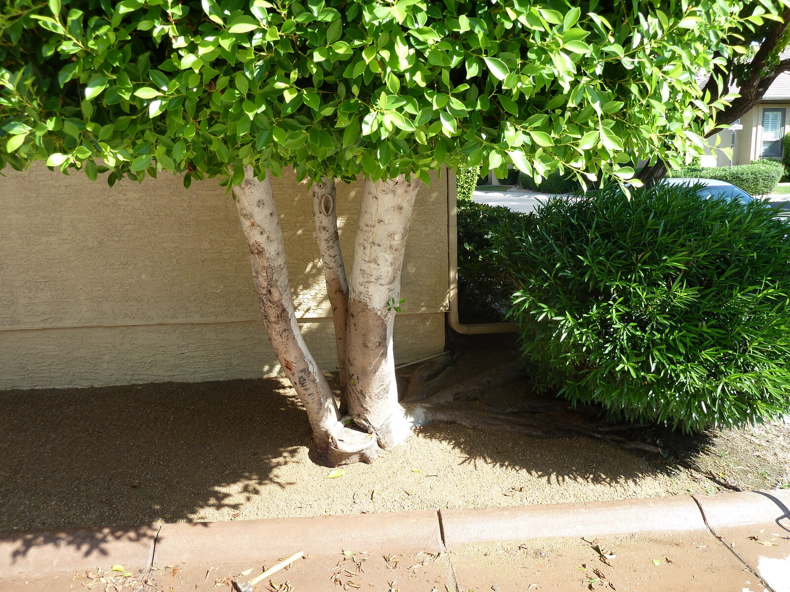Close view of a mature ficus root zone at a Biltmore area HOA showing bare ground and surface roots where turf grass would not grow